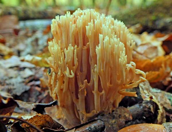 ramaria-stricta5.jpg