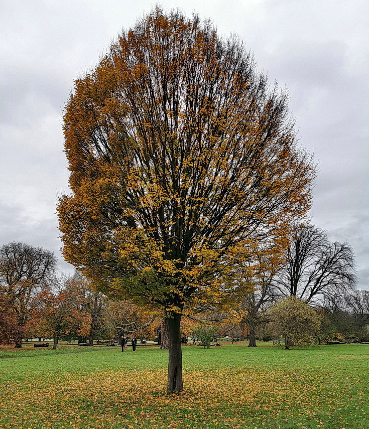 A late afternoon autumnal stroll through Ruskin Park, south London, Nov 2020