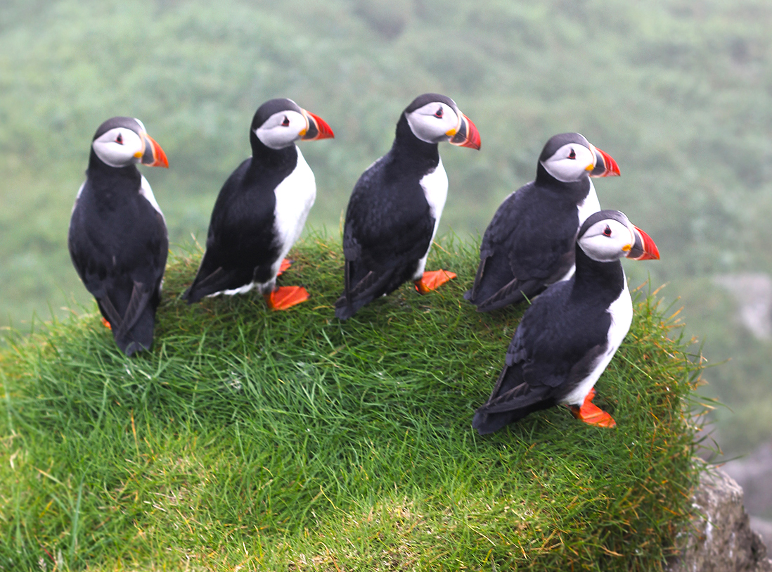 puffins-mykines-faroe-islands.jpg