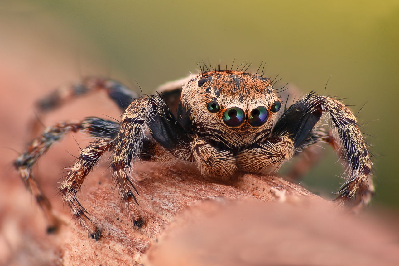 1280-667103638-jumping-spider-in-the-wild.jpg