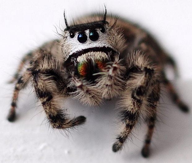 cute-spiders-exist-6.jpg