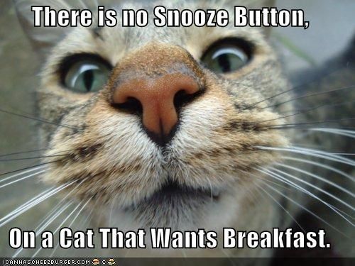 There is no Snooze Button. On a Cat That Wants Breakfast.