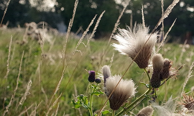 brockwell-park-summer-2017-39.jpg