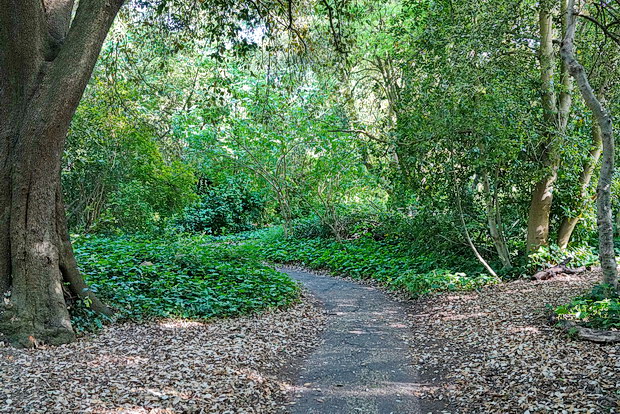 Photo feature: Palace Road Nature Garden, Streatham, London SW2