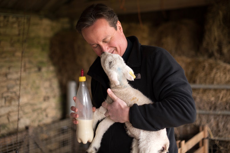 David-cameron-sheep.jpg