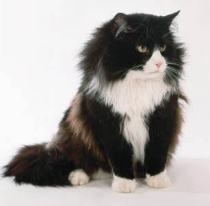 Black_and_white_Norwegian_Forest_Cat.jpg