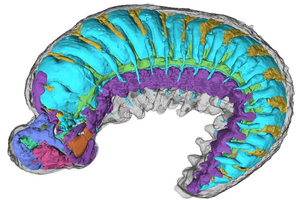 x-ray of 520 million year old fossilised larva.  image by Emma J long