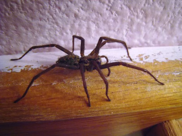 1_House_spider_side_view_01JPG.jpg