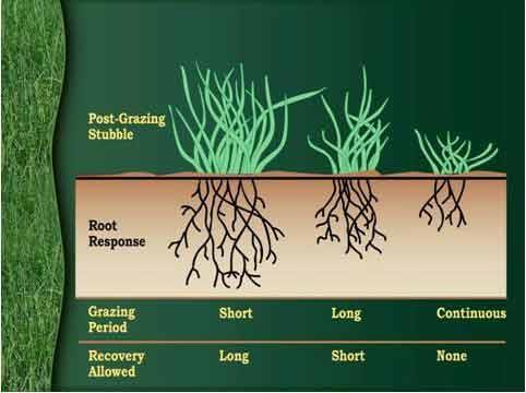 grass-diagram.jpg