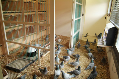 pigeon_loft.jpg