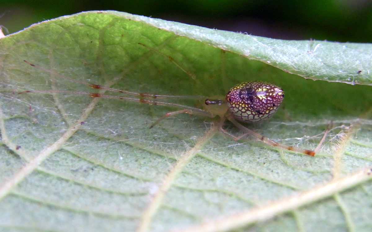 Thwaitesia_Spider_on_White_Beech_leaf.jpg