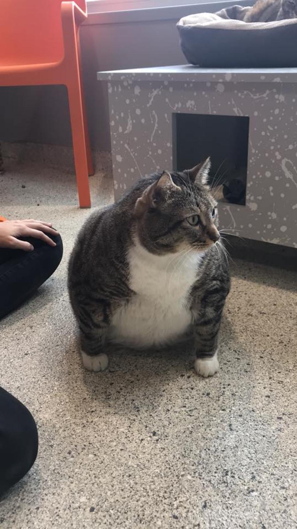 fatcat3.jpg