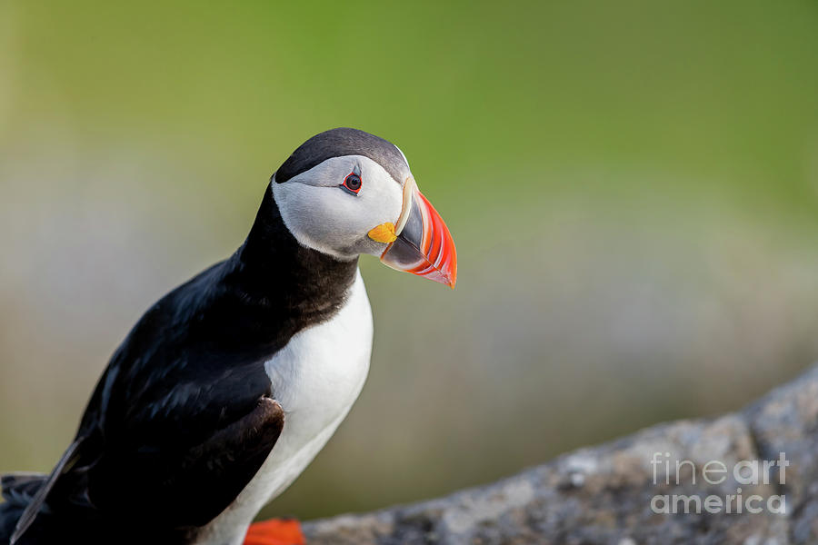 puffin-posing-on-the-rock-arild-lilleboe.jpg