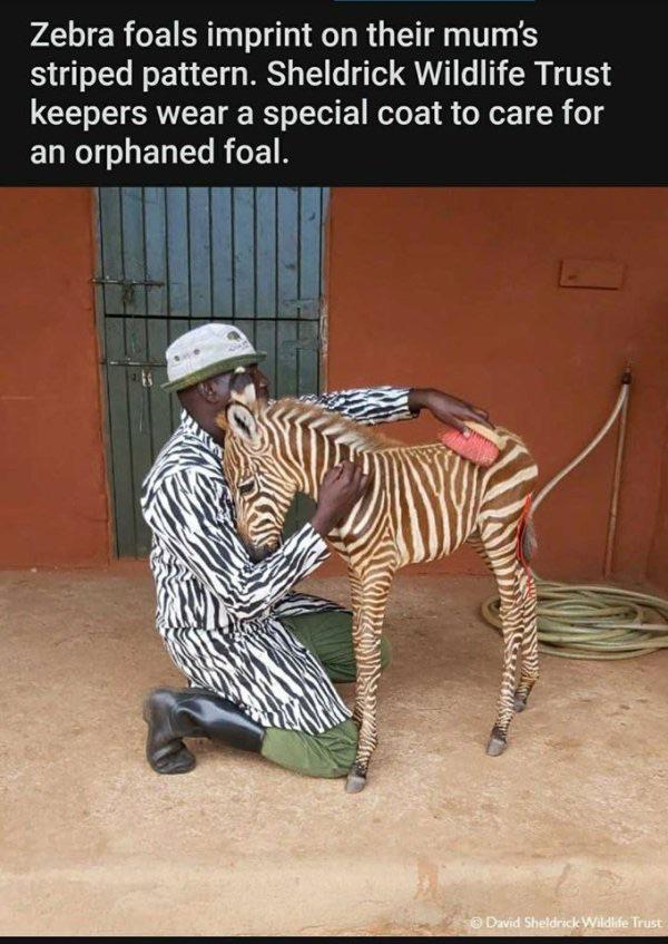 image of a zzebra foal with a human keeper, with the human wearing a coat in a zebra pattern of stripes.  The caption says 'zebra foals imprint on their mother's striped pattern.  Sheldrick Wildlife Trust keepers wear a special coat to care for a foal'