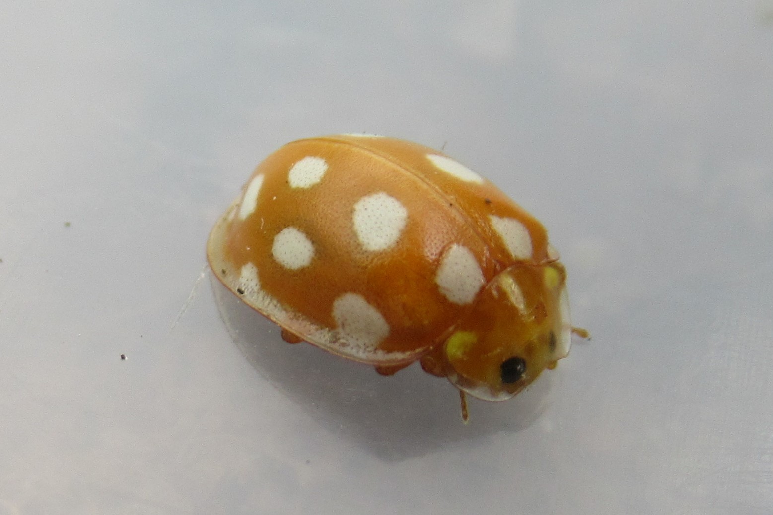 orange ladybird