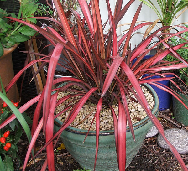 evening-glow-phormium.jpg