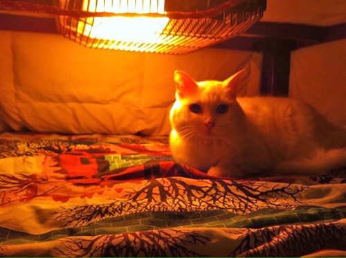 kotatsu-cat.jpg