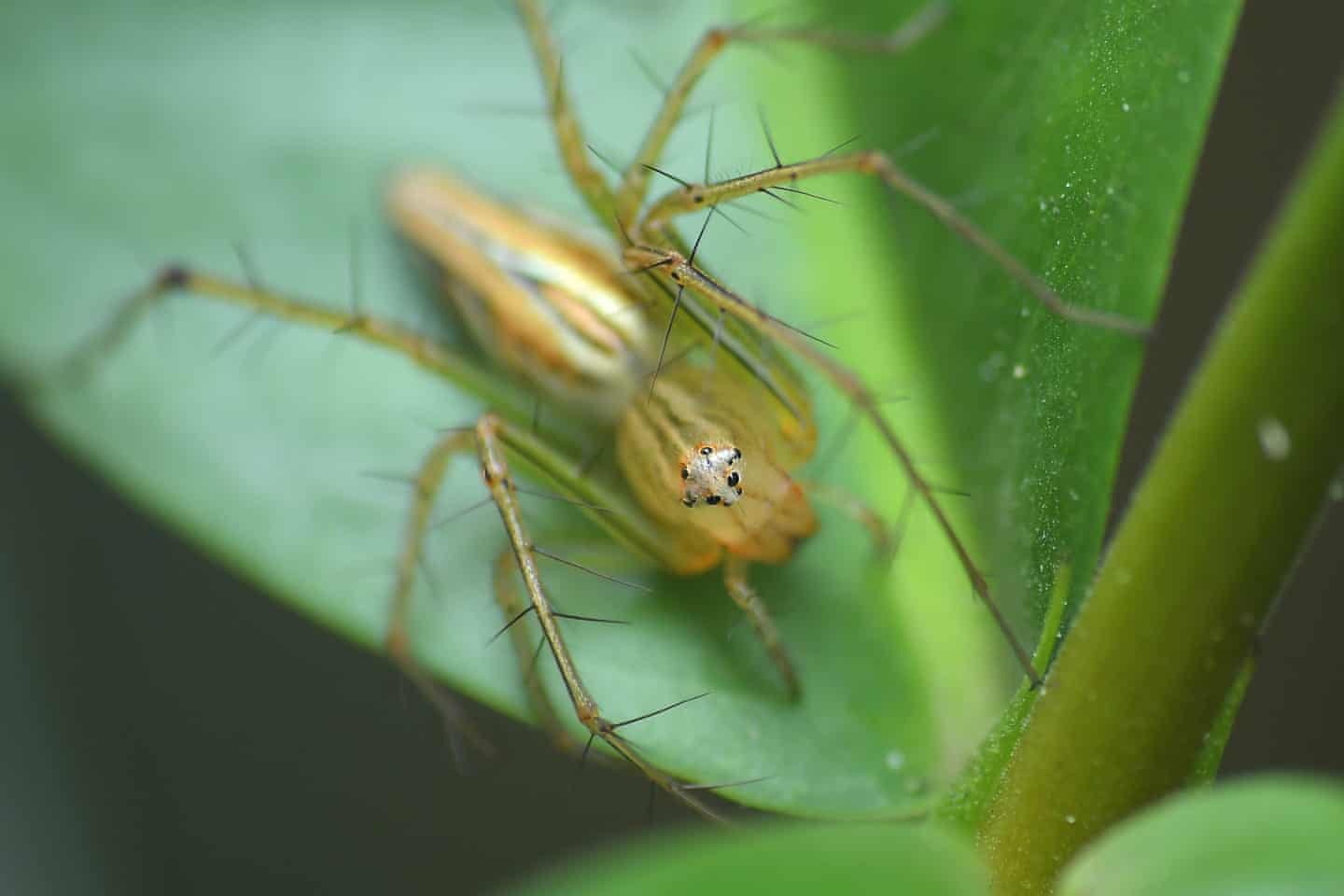 a lynx spider sat on a leaf.  photo by Anuwar Hazarika/NurPhoto/Shutterstock