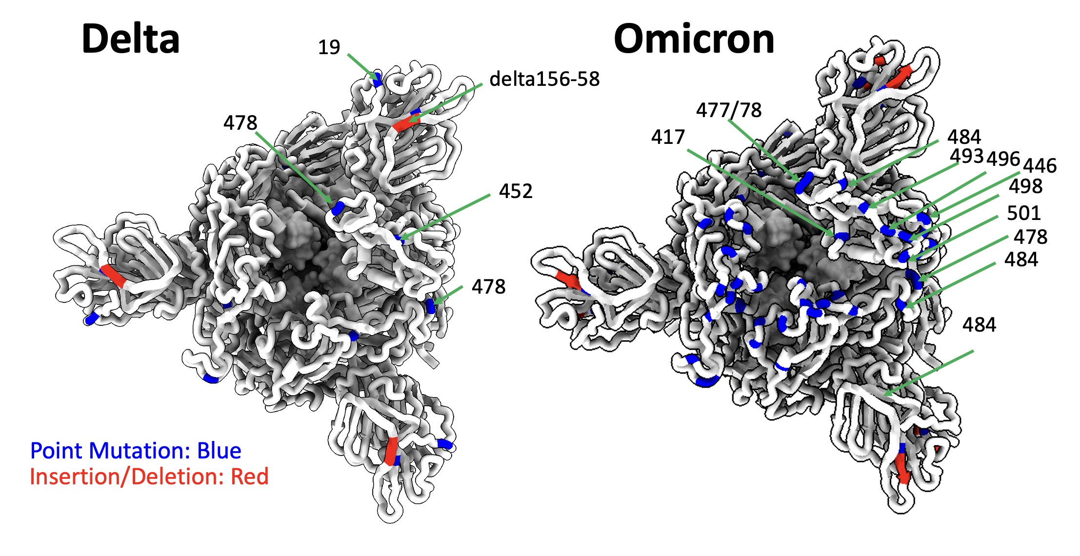 Comparison of mutations between delta and omicron (top-down view of S1).