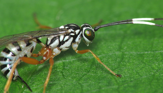 lovely black and white stripy wasp