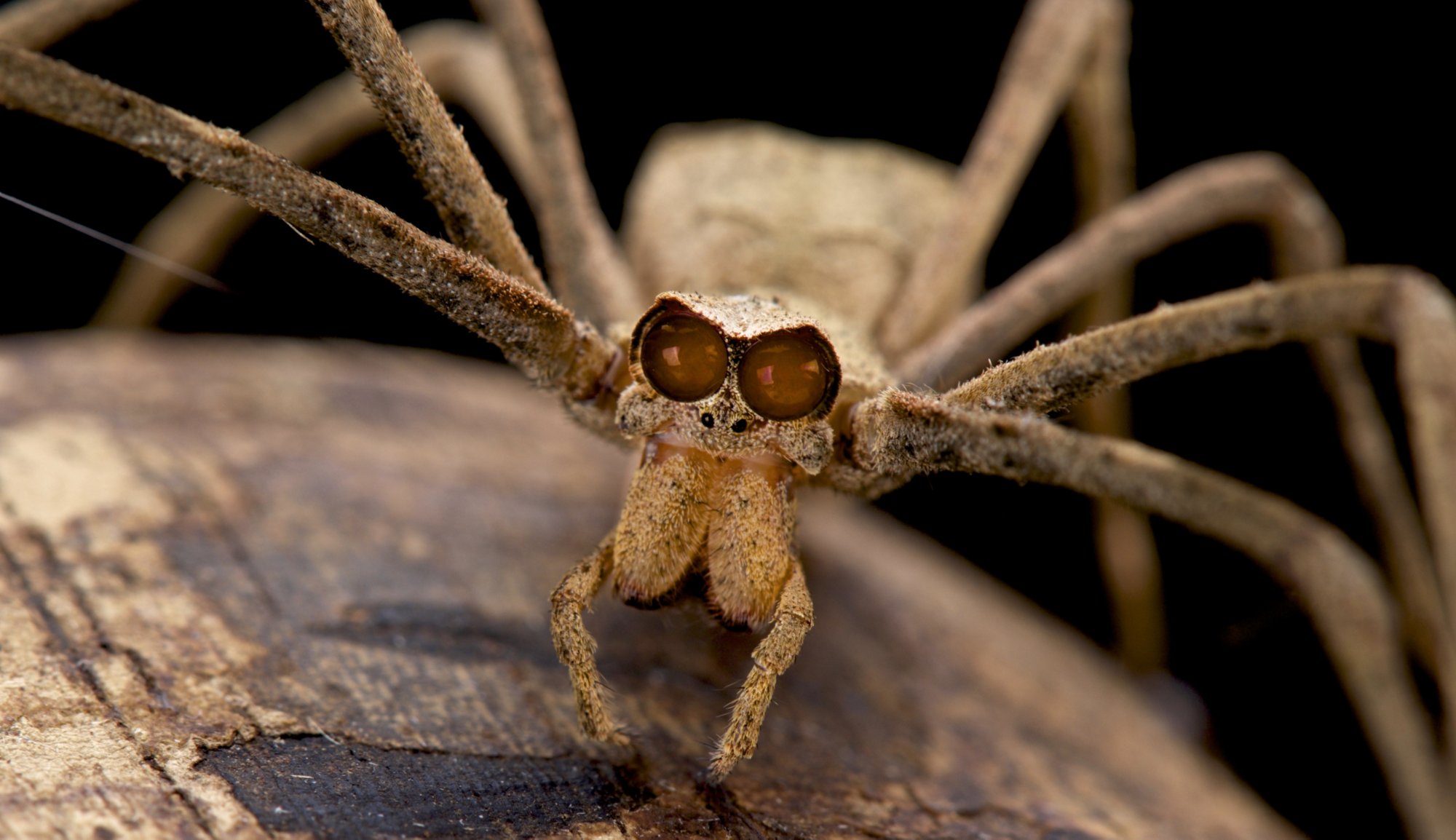 sbus-iotw-ogre-faced-spider