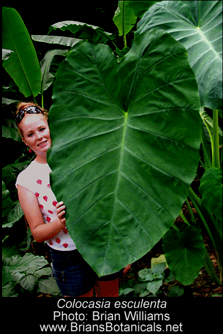 Colocasia-e-Brian-1.gif