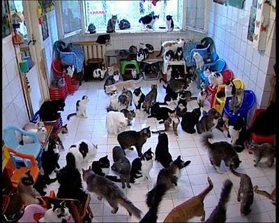 130-cats-in-apartment.jpg