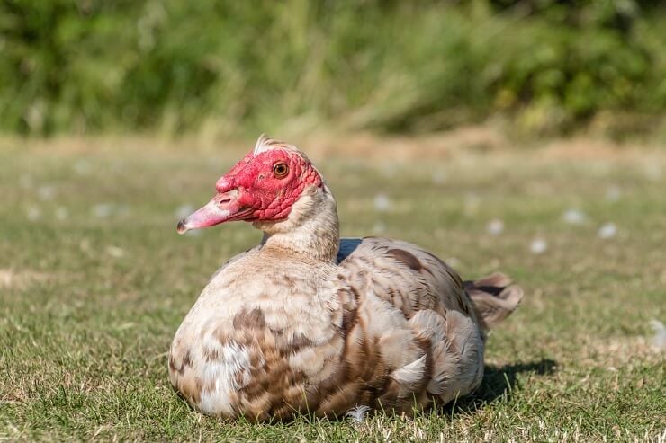 Muscovy-Duck-Brooding.jpg