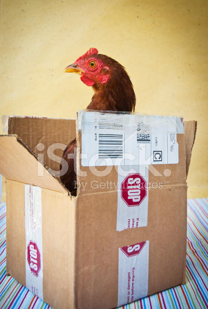 13674615-chicken-in-a-box.jpg