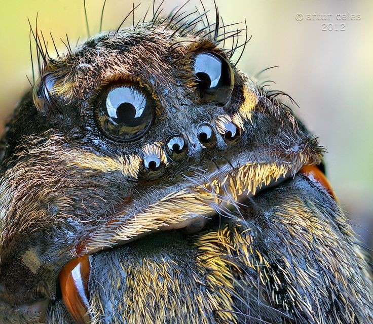 close up image of a hairy spider