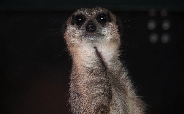 meerkats-millipedes-brockwell-park-01.jpg