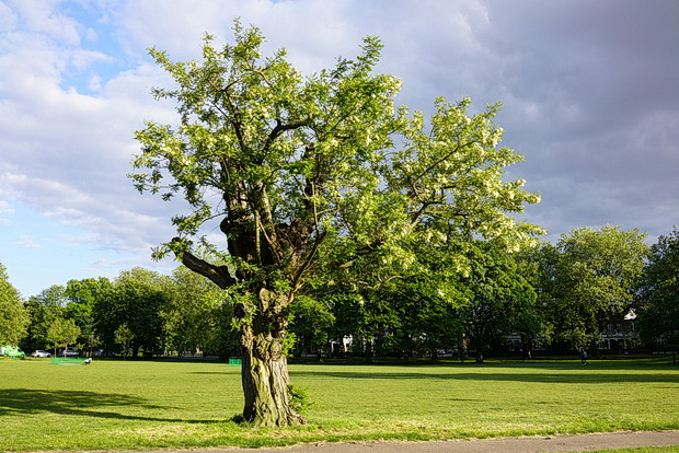 In photos: the green spaces, ponds and trees of Clapham Common