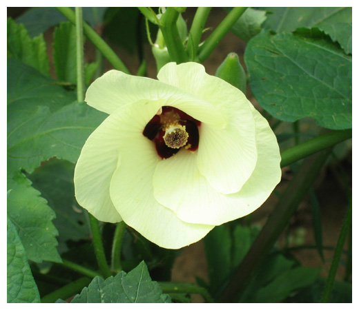 okra_flower.jpg