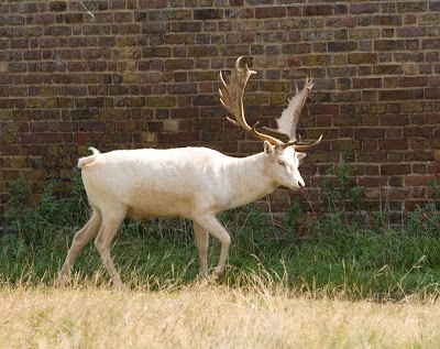 albino+deer.jpg