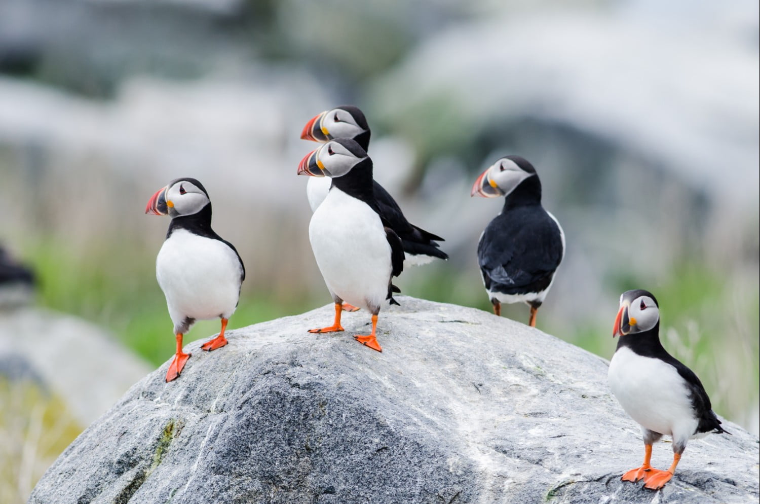 puffins-in-maine.jpg