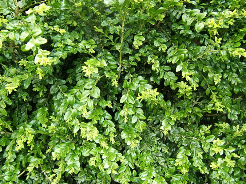 800px-Buxus_sempervirens_foliage_1.jpg