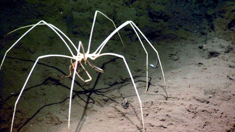 sea spider