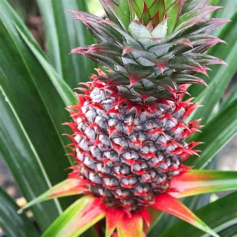 red pineapple