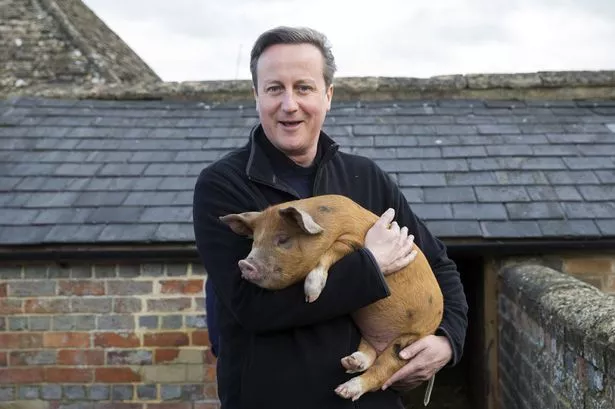 David-Cameron-and-pig.jpg