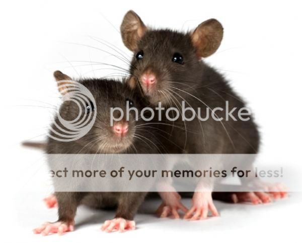 rats_zps25ba2791.jpg