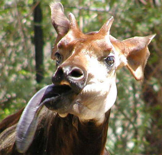 okapi-tongue.jpg