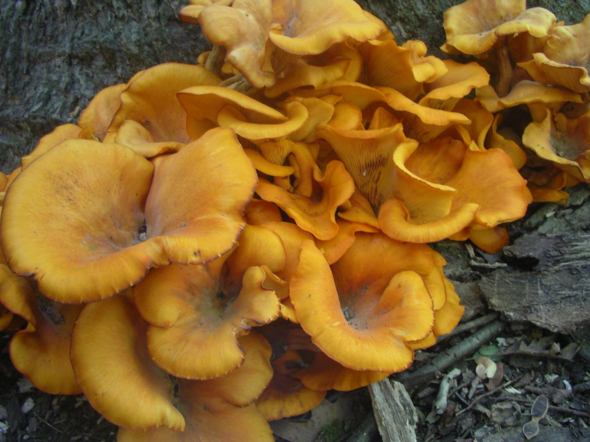 Omphalotus_olearius_in_NE_IL.JPG