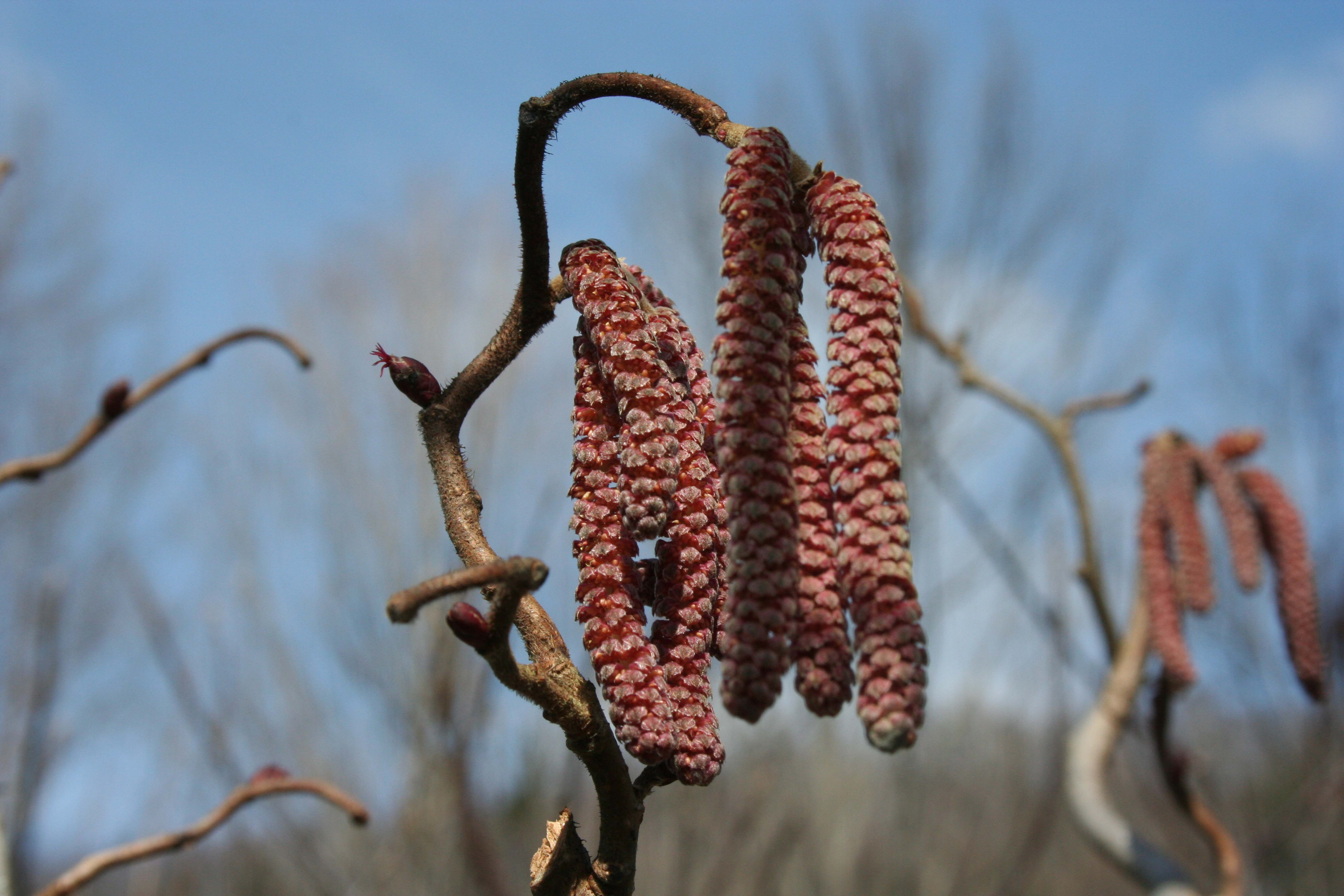 corylus-avallana-red-majestic.jpg