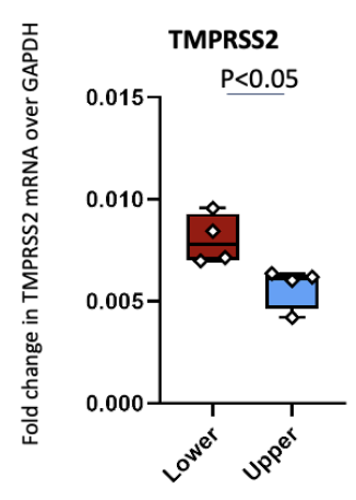 Fold change in TMPRSS2 mRNA between lower and upper respiratory tract cells.