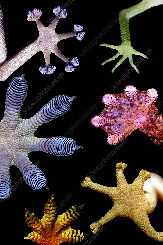 C0088251-Gecko_feet_diversity-SPL.jpg