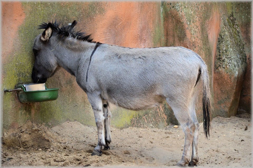 donkey-215885_960_720.jpg