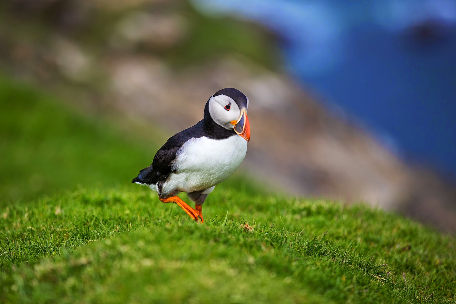 a puffin walking along some grass on a clifftop with the shore and ocean in the background