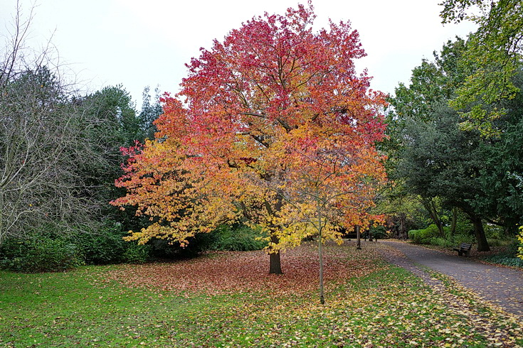 A late afternoon autumnal stroll through Ruskin Park, south London, Nov 2020