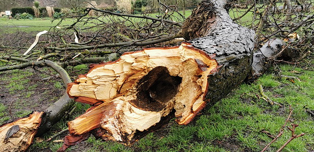 In photos: A walk through Ruskin park during Storm Dennis, Sat 15th Feb 2020