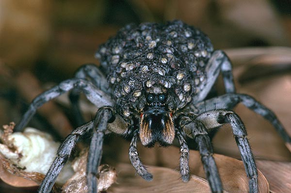 Carolina%20wolf%20spider%20with%20spiderlings,%20large.jpg